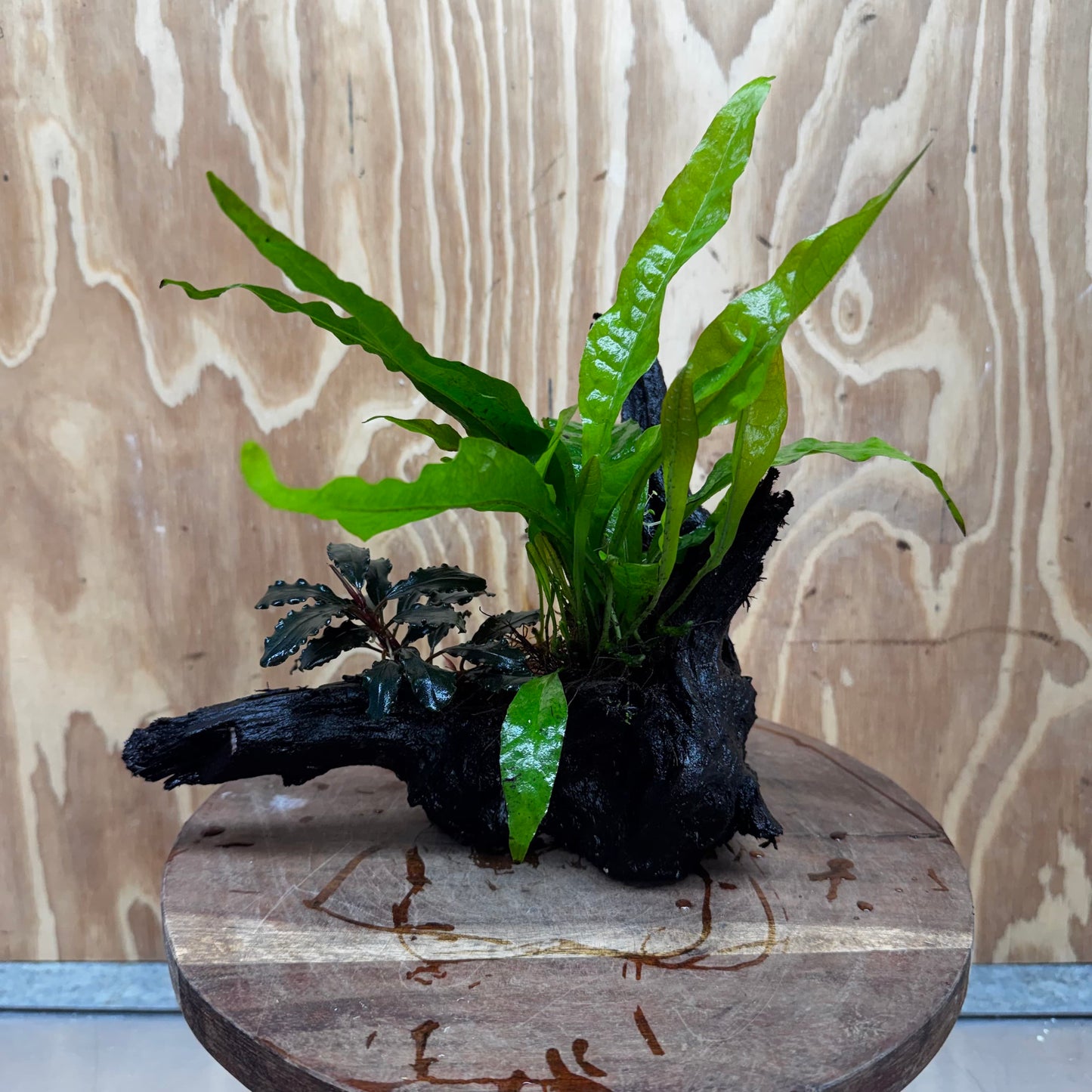 Scapeshop.com.au One Only Bucephalandra plus Indo Microsorum Driftwood Creation - One Only - Sensational Bucephalandra plus Indo Microsorum Driftwood Creation - One Only - Sensational