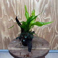 Scapeshop.com.au One Only Bucephalandra plus Indo Microsorum Driftwood Creation - One Only - Sensational Bucephalandra plus Indo Microsorum Driftwood Creation - One Only - Sensational