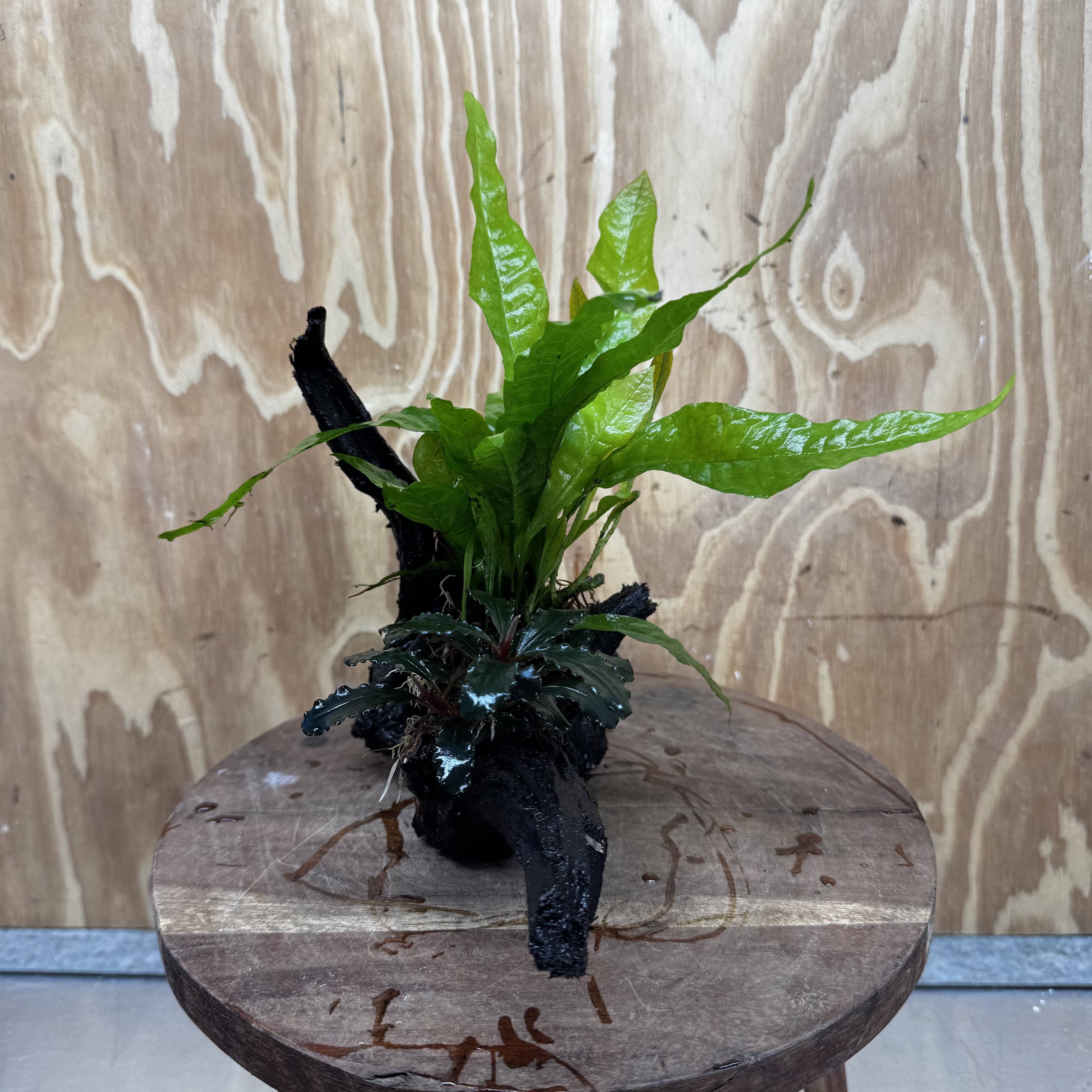 Scapeshop.com.au One Only Bucephalandra plus Indo Microsorum Driftwood Creation - One Only - Sensational Bucephalandra plus Indo Microsorum Driftwood Creation - One Only - Sensational