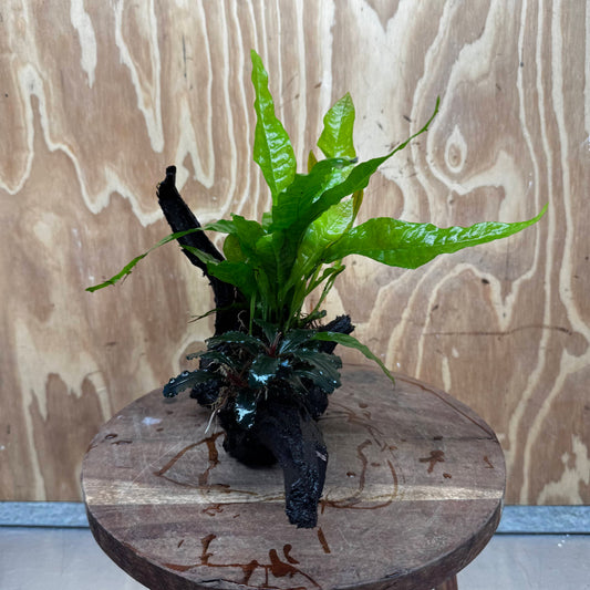 Scapeshop.com.au One Only Bucephalandra plus Indo Microsorum Driftwood Creation - One Only - Sensational Bucephalandra plus Indo Microsorum Driftwood Creation - One Only - Sensational