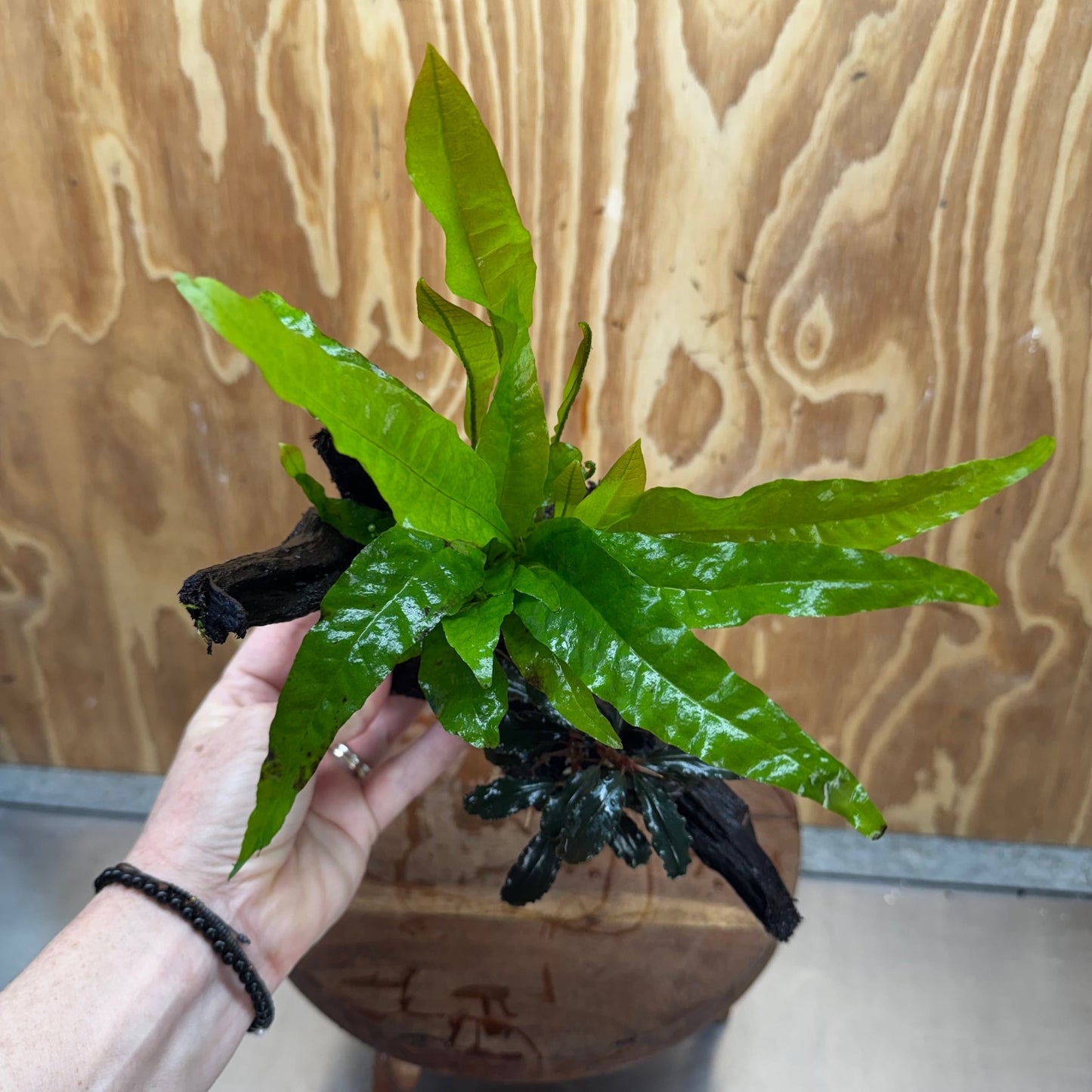 Scapeshop.com.au One Only Bucephalandra plus Indo Microsorum Driftwood Creation - One Only - Sensational Bucephalandra plus Indo Microsorum Driftwood Creation - One Only - Sensational