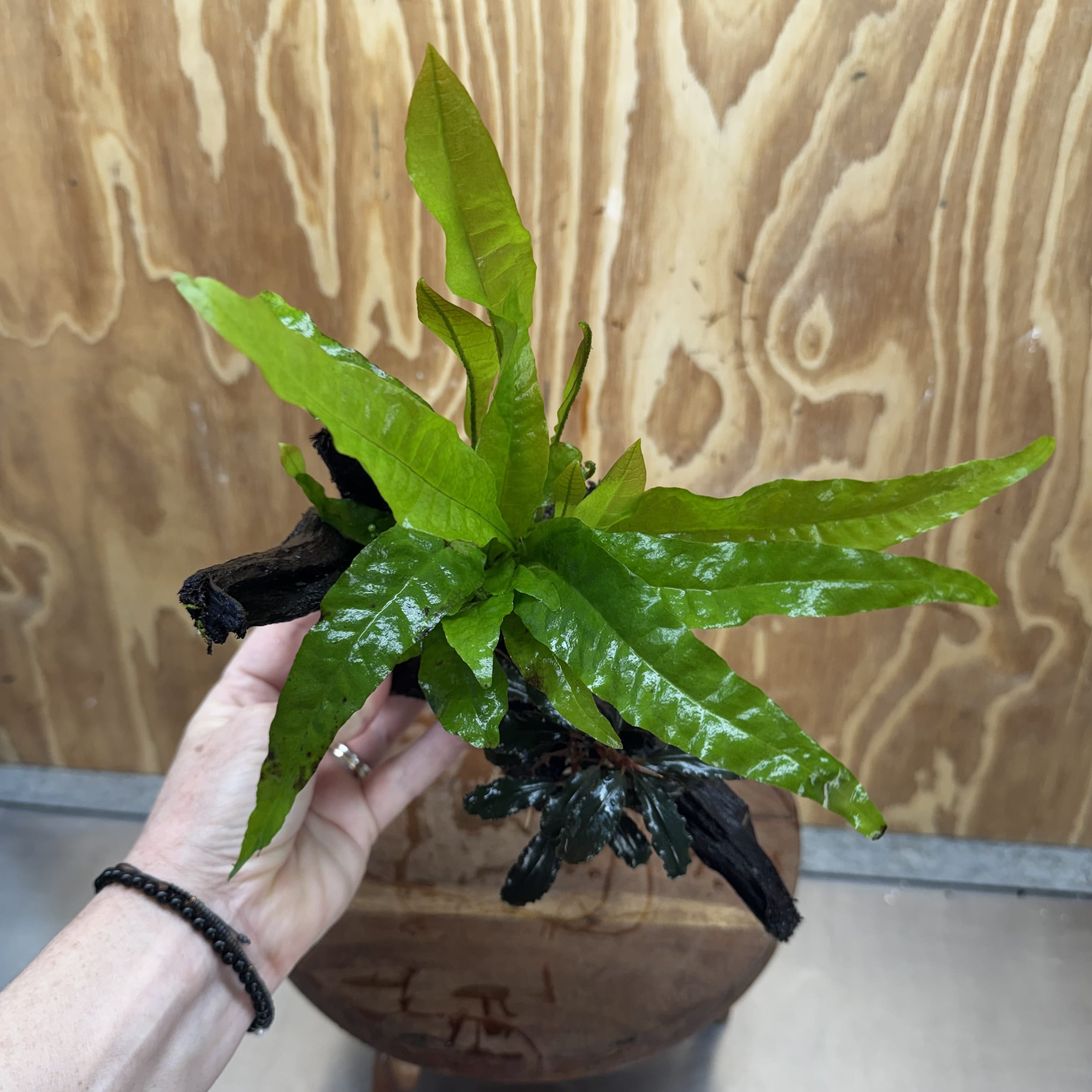Scapeshop.com.au One Only Bucephalandra plus Indo Microsorum Driftwood Creation - One Only - Sensational Bucephalandra plus Indo Microsorum Driftwood Creation - One Only - Sensational