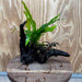 Scapeshop.com.au One Only Bucephalandra plus Indo Microsorum Driftwood Creation - One Only - Sensational Bucephalandra plus Indo Microsorum Driftwood Creation - One Only - Sensational
