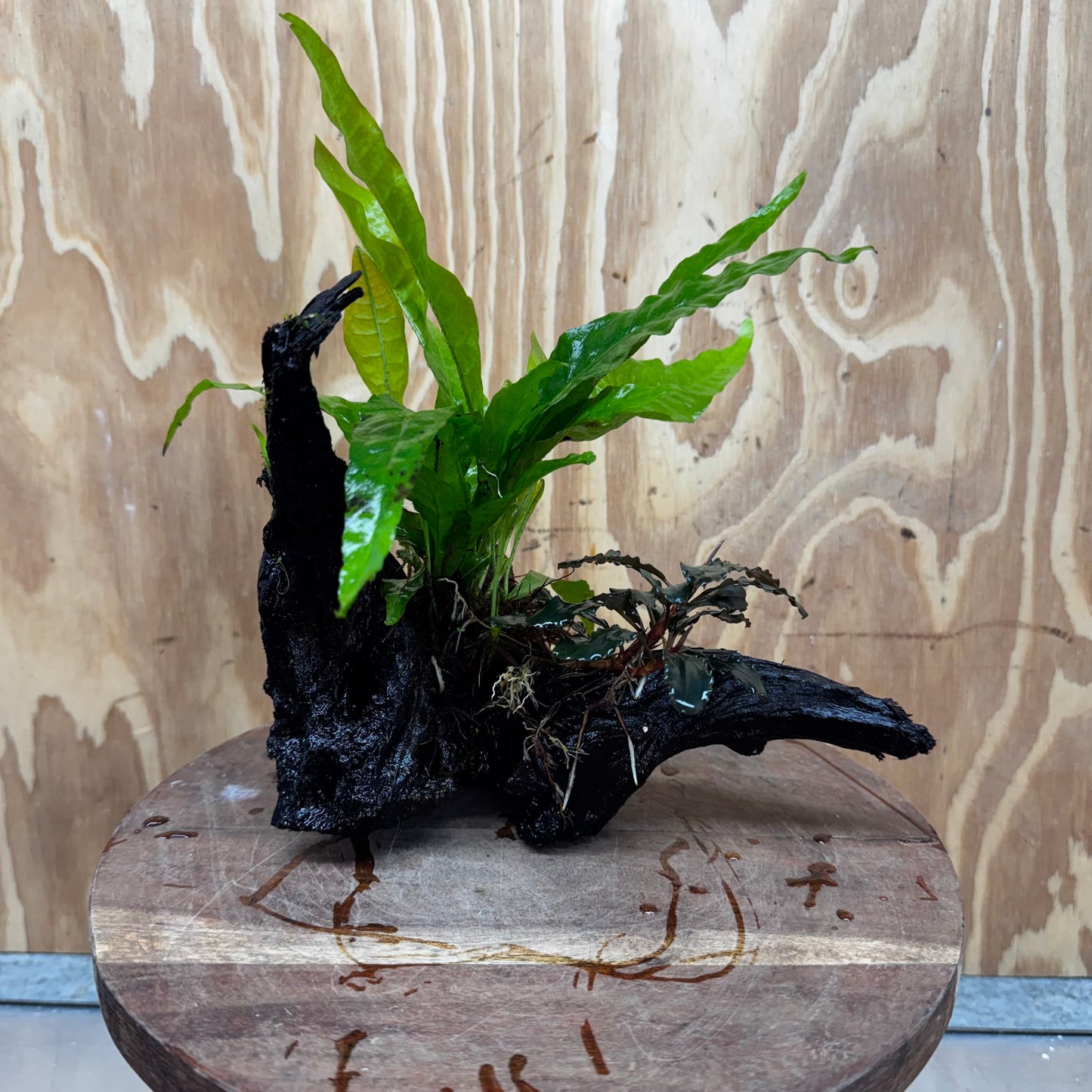 Scapeshop.com.au One Only Bucephalandra plus Indo Microsorum Driftwood Creation - One Only - Sensational Bucephalandra plus Indo Microsorum Driftwood Creation - One Only - Sensational