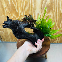 Scapeshop.com.au One Only Bucephalandra plus Indo Microsorum Driftwood Creation - One Only - Sensational Tunnel Bucephalandra plus Indo Microsorum Driftwood Creation - One Only - Sensational Tunnel