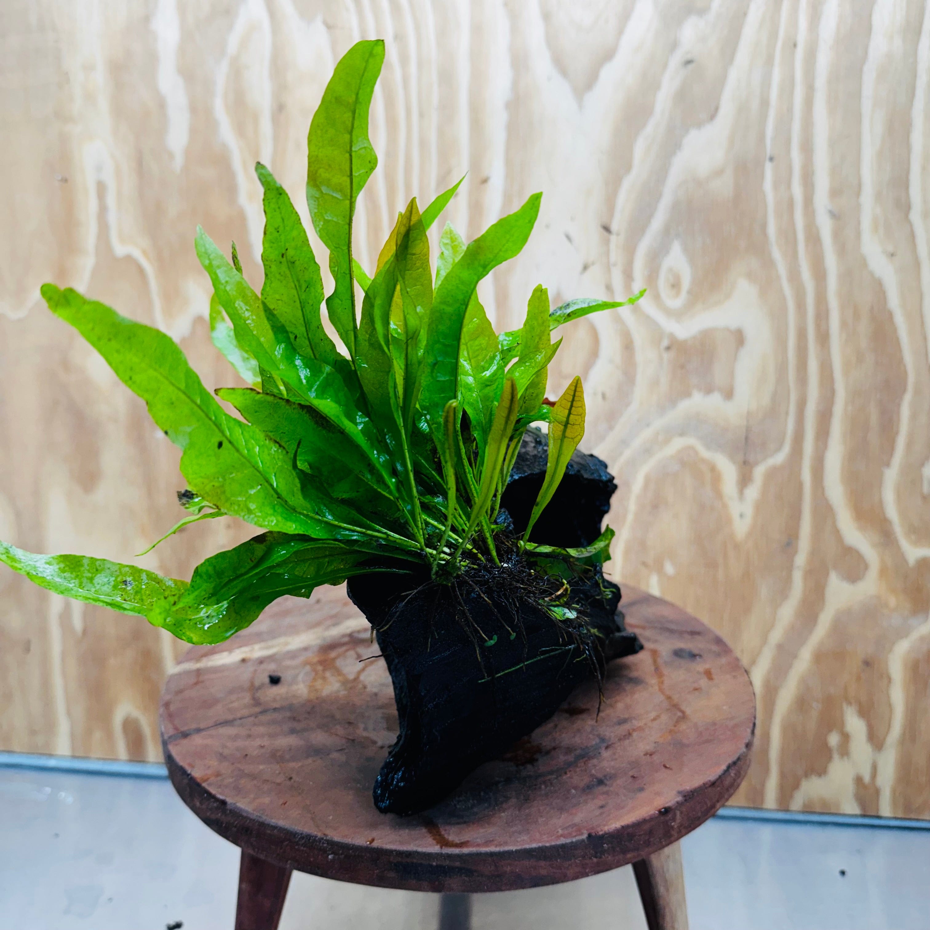 Scapeshop.com.au One Only Bucephalandra plus Indo Microsorum Driftwood Creation - One Only - Sensational Tunnel Bucephalandra plus Indo Microsorum Driftwood Creation - One Only - Sensational Tunnel