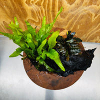 Scapeshop.com.au One Only Bucephalandra plus Indo Microsorum Driftwood Creation - One Only - Sensational Tunnel Bucephalandra plus Indo Microsorum Driftwood Creation - One Only - Sensational Tunnel
