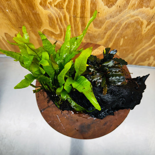 Scapeshop.com.au One Only Bucephalandra plus Indo Microsorum Driftwood Creation - One Only - Sensational Tunnel Bucephalandra plus Indo Microsorum Driftwood Creation - One Only - Sensational Tunnel