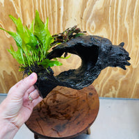 Scapeshop.com.au One Only Bucephalandra plus Indo Microsorum Driftwood Creation - One Only - Sensational Tunnel Bucephalandra plus Indo Microsorum Driftwood Creation - One Only - Sensational Tunnel