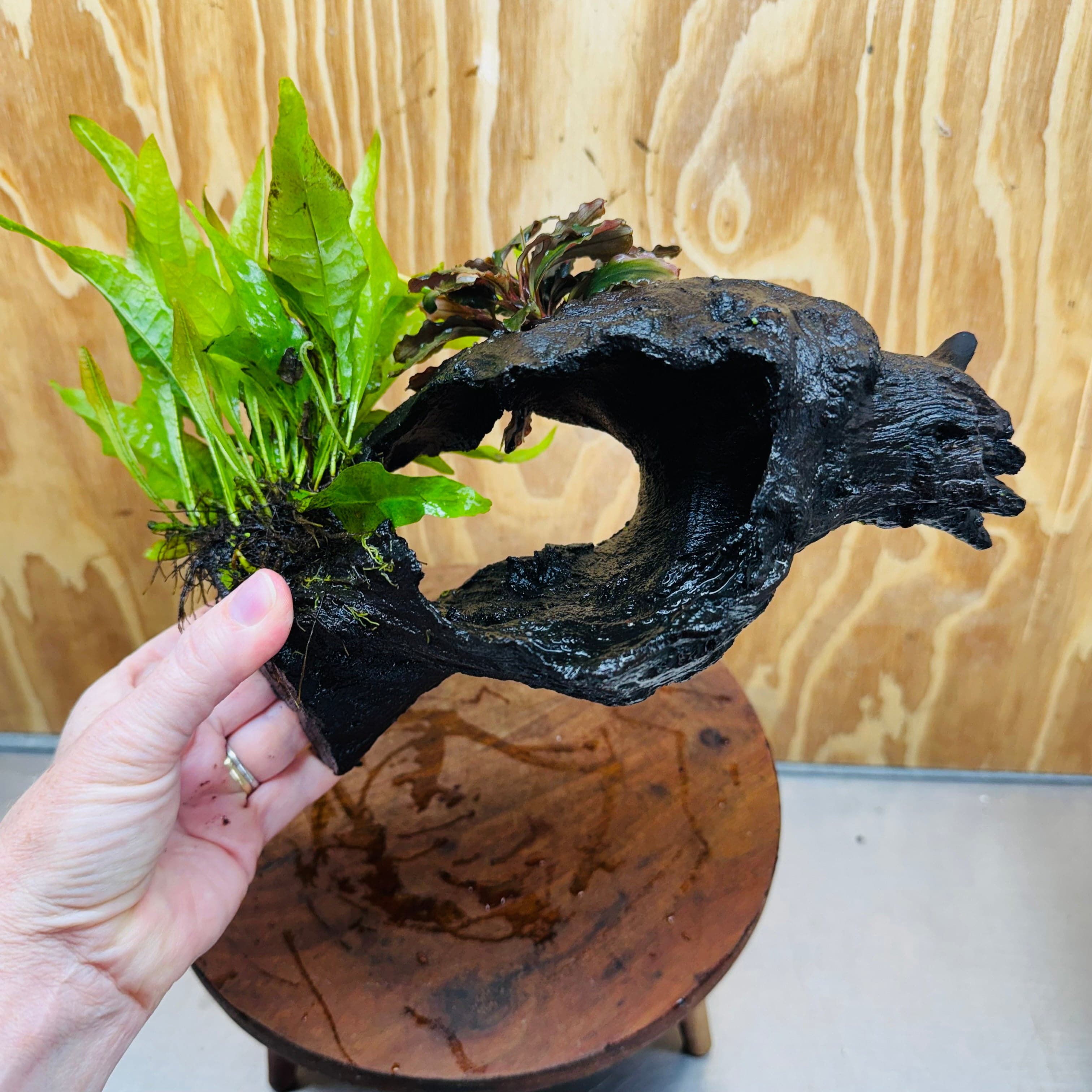 Scapeshop.com.au One Only Bucephalandra plus Indo Microsorum Driftwood Creation - One Only - Sensational Tunnel Bucephalandra plus Indo Microsorum Driftwood Creation - One Only - Sensational Tunnel