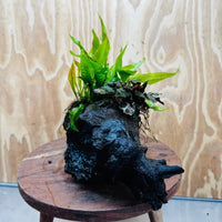 Scapeshop.com.au One Only Bucephalandra plus Indo Microsorum Driftwood Creation - One Only - Sensational Tunnel Bucephalandra plus Indo Microsorum Driftwood Creation - One Only - Sensational Tunnel