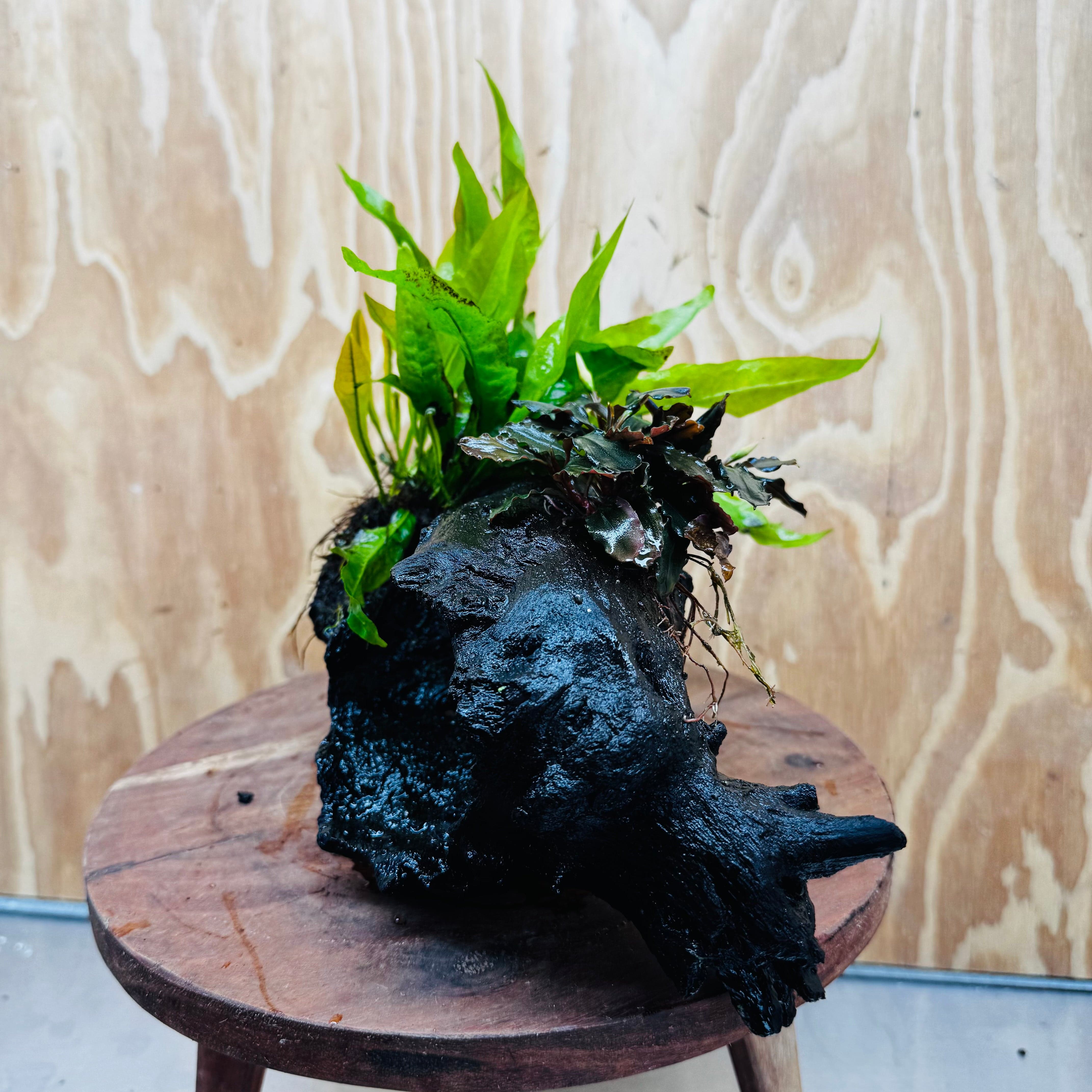 Scapeshop.com.au One Only Bucephalandra plus Indo Microsorum Driftwood Creation - One Only - Sensational Tunnel Bucephalandra plus Indo Microsorum Driftwood Creation - One Only - Sensational Tunnel