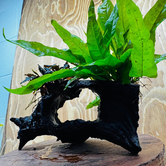 Scapeshop.com.au One Only Bucephalandra plus Indo Microsorum Driftwood Creation - One Only - Sensational Tunnel Bucephalandra plus Indo Microsorum Driftwood Creation - One Only - Sensational Tunnel