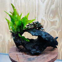 Scapeshop.com.au One Only Bucephalandra plus Indo Microsorum Driftwood Creation - One Only - Sensational Tunnel Bucephalandra plus Indo Microsorum Driftwood Creation - One Only - Sensational Tunnel