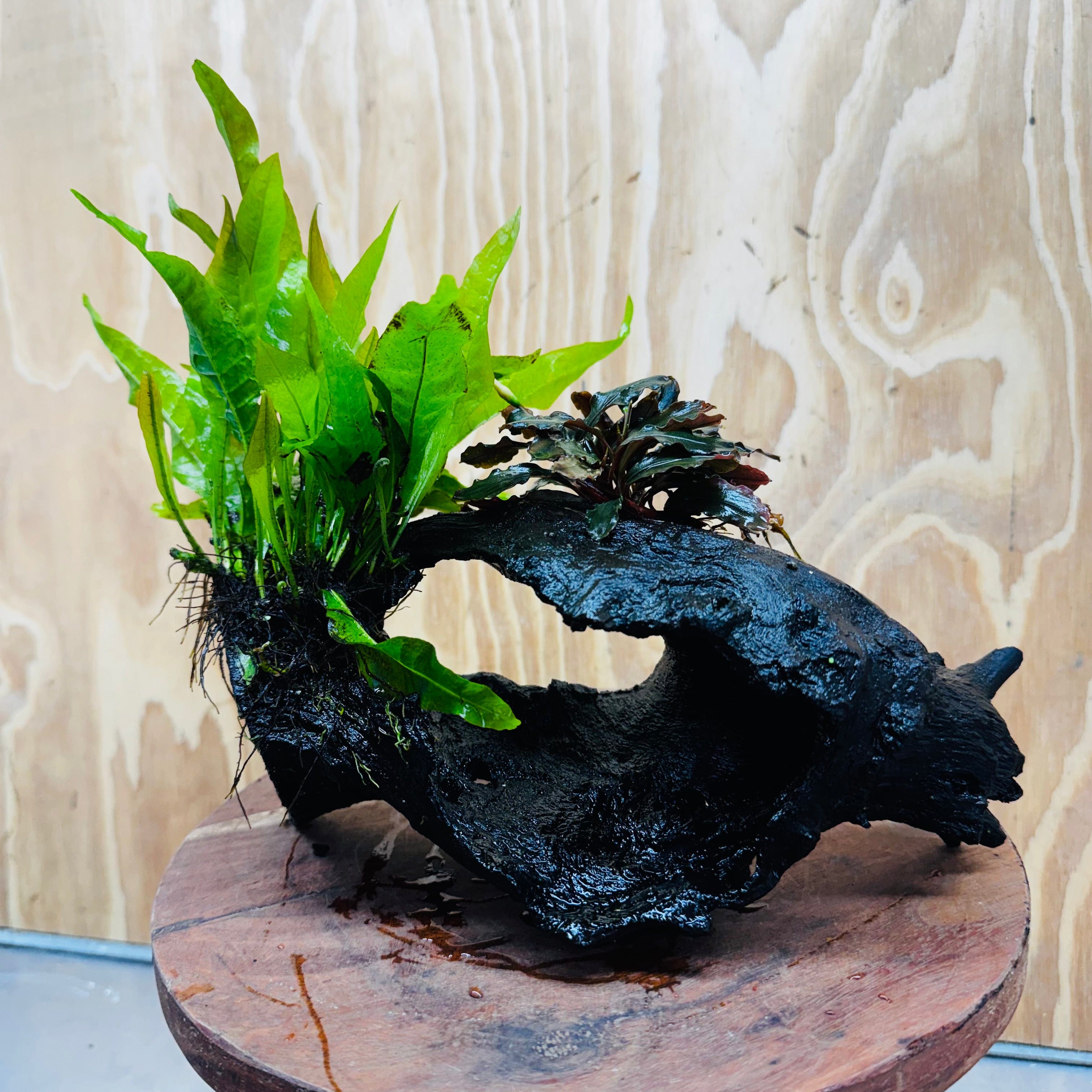 Scapeshop.com.au One Only Bucephalandra plus Indo Microsorum Driftwood Creation - One Only - Sensational Tunnel Bucephalandra plus Indo Microsorum Driftwood Creation - One Only - Sensational Tunnel