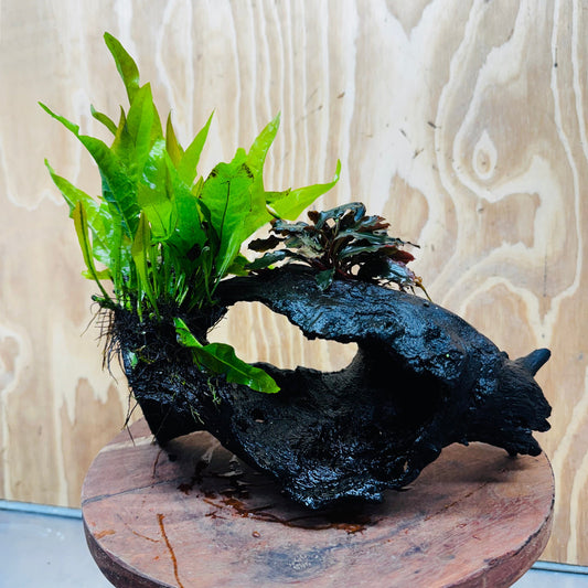 Scapeshop.com.au One Only Bucephalandra plus Indo Microsorum Driftwood Creation - One Only - Sensational Tunnel Bucephalandra plus Indo Microsorum Driftwood Creation - One Only - Sensational Tunnel
