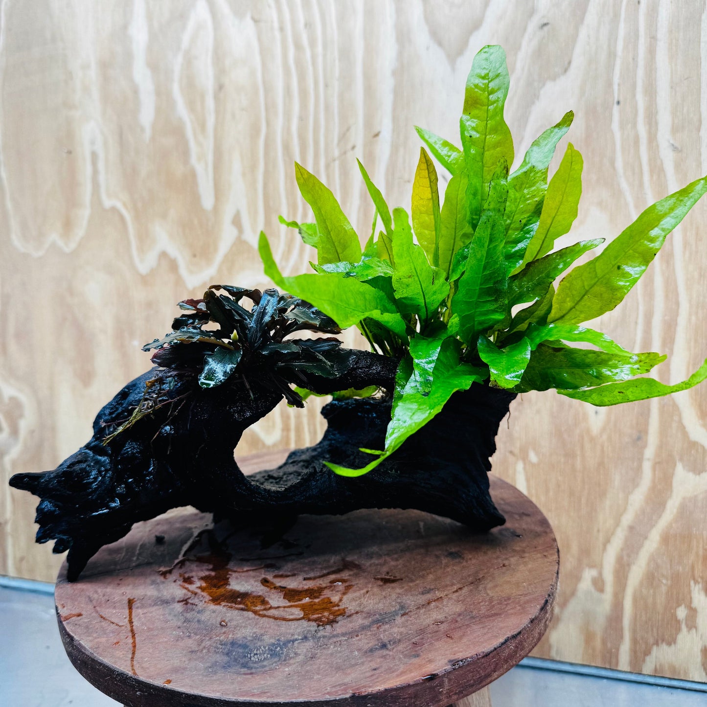 Scapeshop.com.au One Only Bucephalandra plus Indo Microsorum Driftwood Creation - One Only - Sensational Tunnel Bucephalandra plus Indo Microsorum Driftwood Creation - One Only - Sensational Tunnel