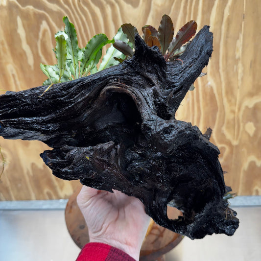 Scapeshop.com.au One Only Bucephalandra Triple Planted Driftwood - ONE ONLY - Dramatic - X-large Bucephalandra Triple Planted Driftwood - ONE ONLY - Dramatic - X-large