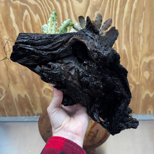 Scapeshop.com.au One Only Bucephalandra Triple Planted Driftwood - ONE ONLY - Dramatic - X-large Bucephalandra Triple Planted Driftwood - ONE ONLY - Dramatic - X-large