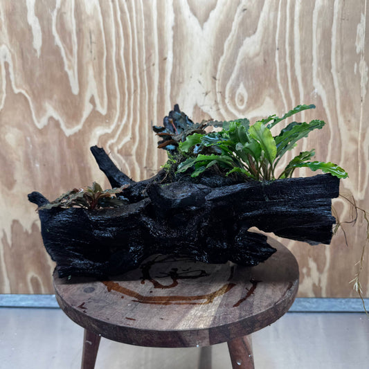 Scapeshop.com.au One Only Bucephalandra Triple Planted Driftwood - ONE ONLY - Dramatic - X-large Bucephalandra Triple Planted Driftwood - ONE ONLY - Dramatic - X-large