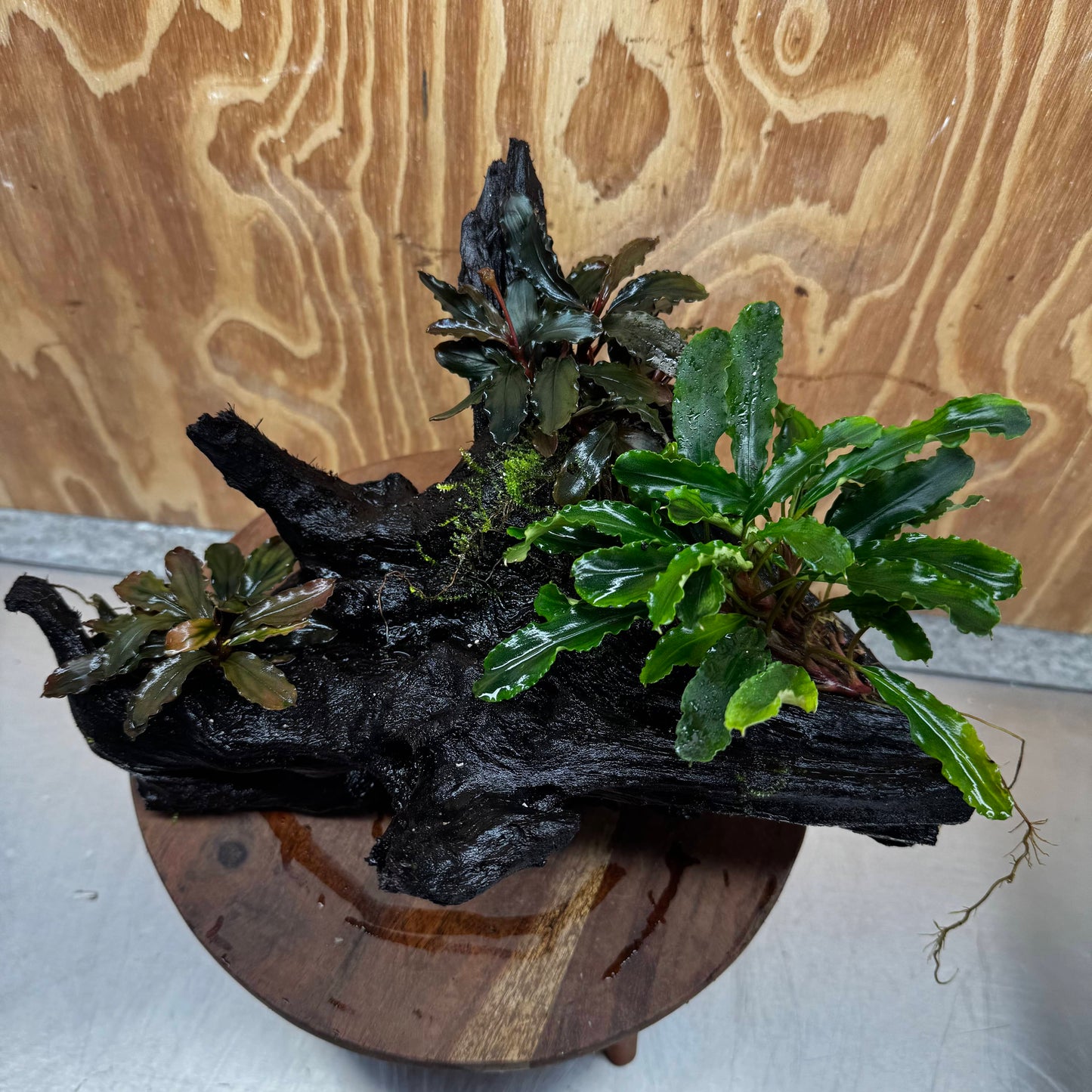 Scapeshop.com.au One Only Bucephalandra Triple Planted Driftwood - ONE ONLY - Dramatic - X-large Bucephalandra Triple Planted Driftwood - ONE ONLY - Dramatic - X-large