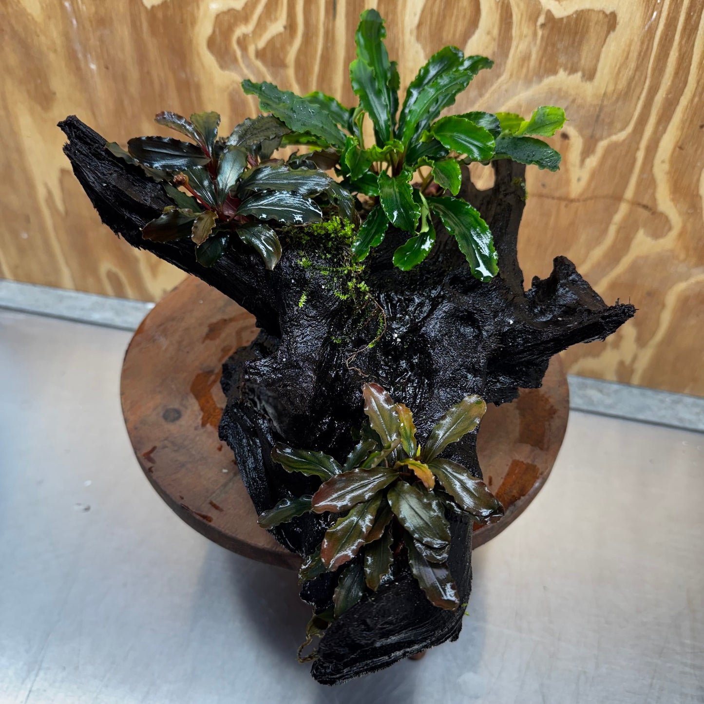 Scapeshop.com.au One Only Bucephalandra Triple Planted Driftwood - ONE ONLY - Dramatic - X-large Bucephalandra Triple Planted Driftwood - ONE ONLY - Dramatic - X-large