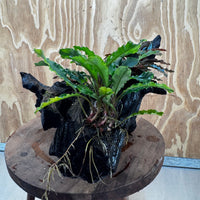 Scapeshop.com.au One Only Bucephalandra Triple Planted Driftwood - ONE ONLY - Dramatic - X-large Bucephalandra Triple Planted Driftwood - ONE ONLY - Dramatic - X-large