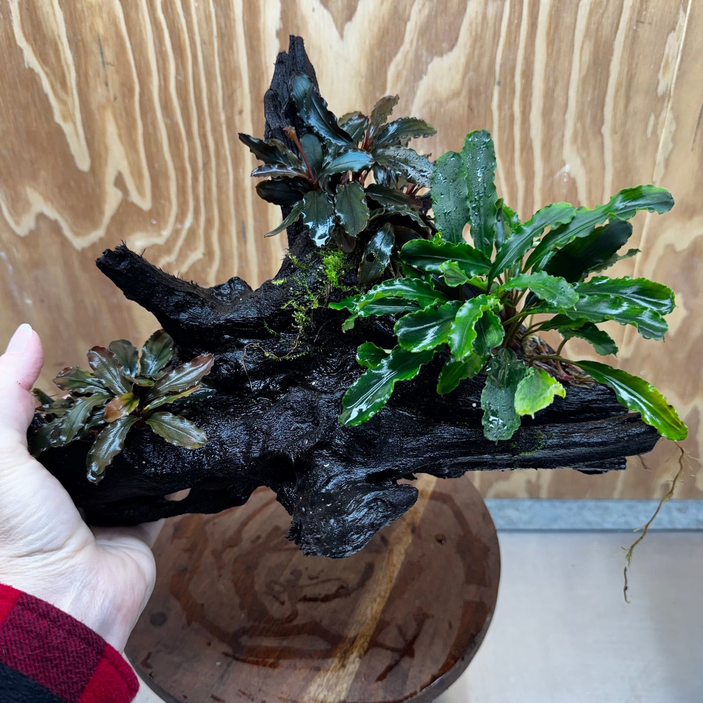 Scapeshop.com.au One Only Bucephalandra Triple Planted Driftwood - ONE ONLY - Dramatic - X-large Bucephalandra Triple Planted Driftwood - ONE ONLY - Dramatic - X-large