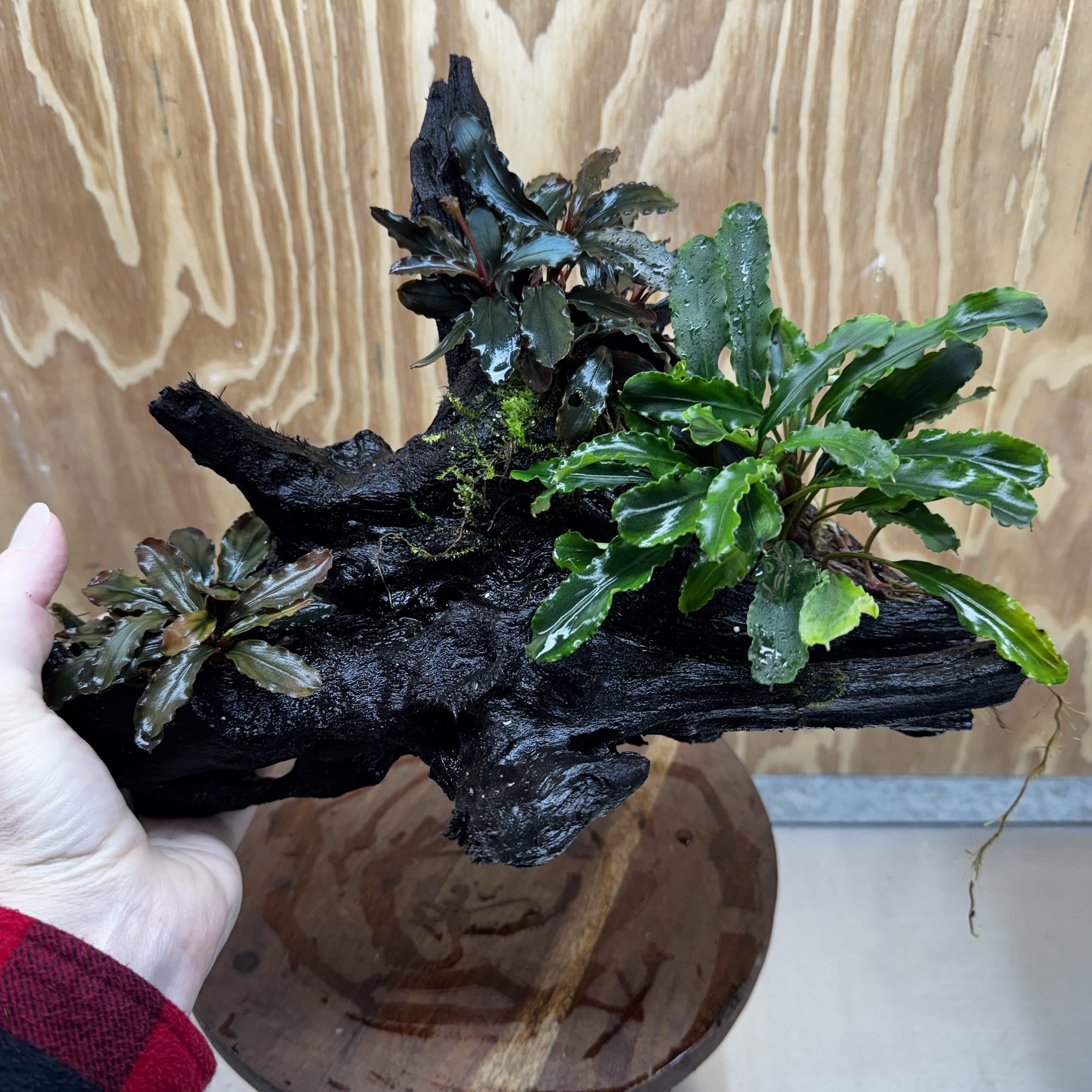 Scapeshop.com.au One Only Bucephalandra Triple Planted Driftwood - ONE ONLY - Dramatic - X-large Bucephalandra Triple Planted Driftwood - ONE ONLY - Dramatic - X-large