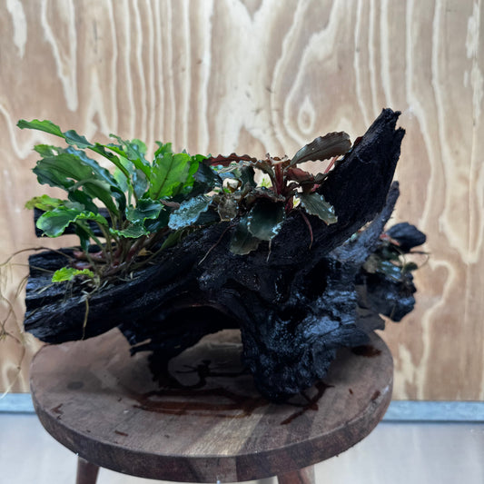 Scapeshop.com.au One Only Bucephalandra Triple Planted Driftwood - ONE ONLY - Dramatic - X-large Bucephalandra Triple Planted Driftwood - ONE ONLY - Dramatic - X-large