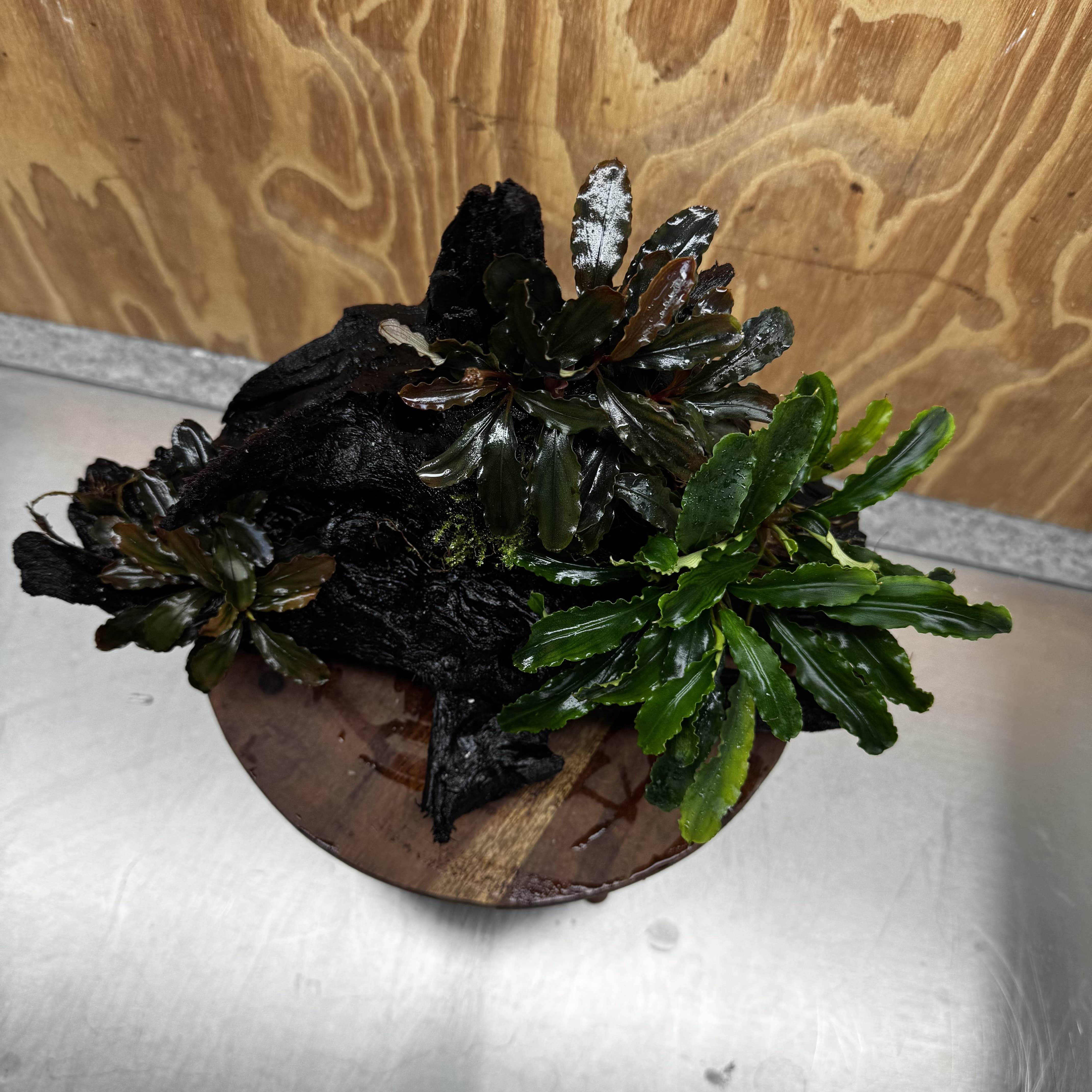 Scapeshop.com.au One Only Bucephalandra Triple Planted Driftwood - ONE ONLY - Dramatic - X-large Bucephalandra Triple Planted Driftwood - ONE ONLY - Dramatic - X-large