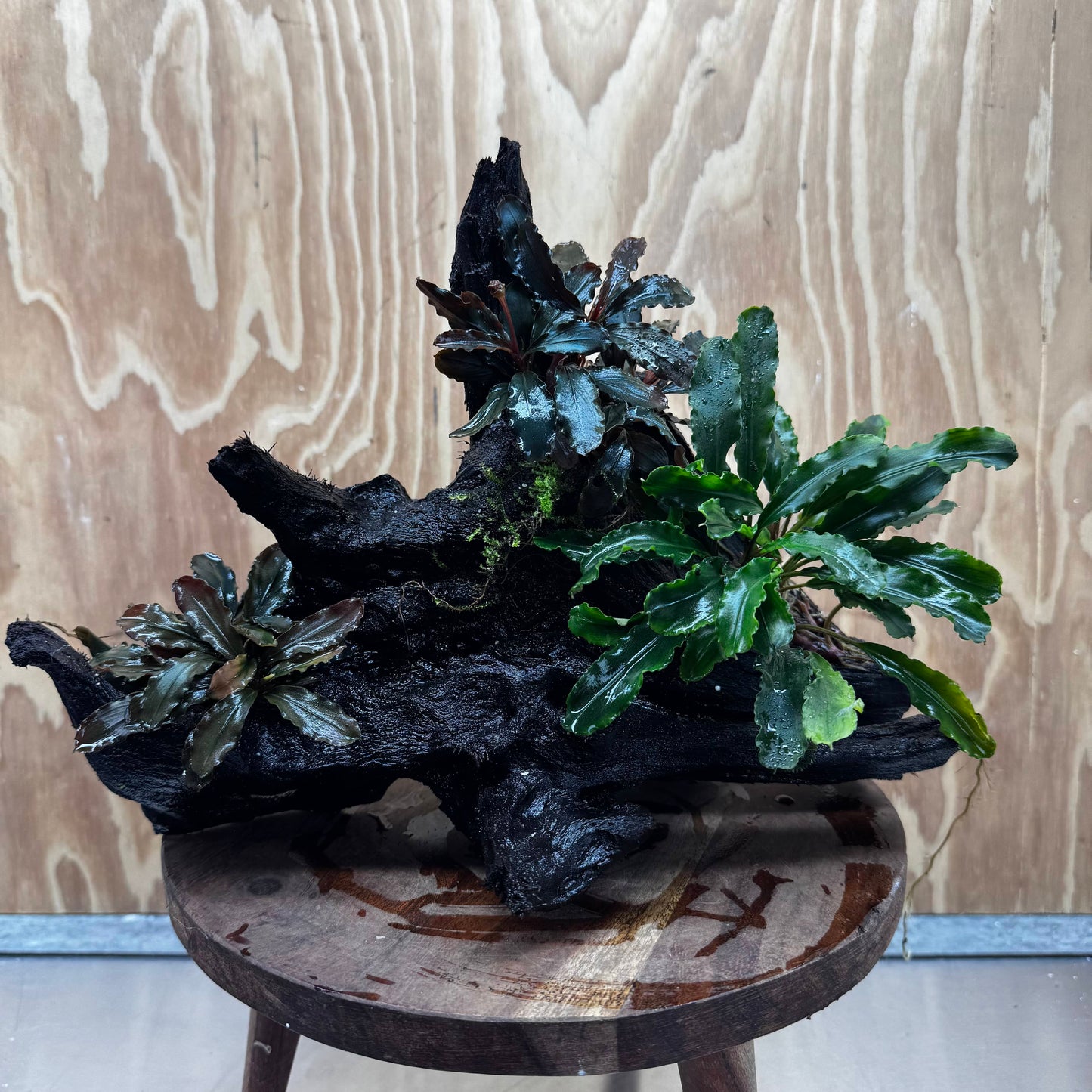 Scapeshop.com.au One Only Bucephalandra Triple Planted Driftwood - ONE ONLY - Dramatic - X-large Bucephalandra Triple Planted Driftwood - ONE ONLY - Dramatic - X-large