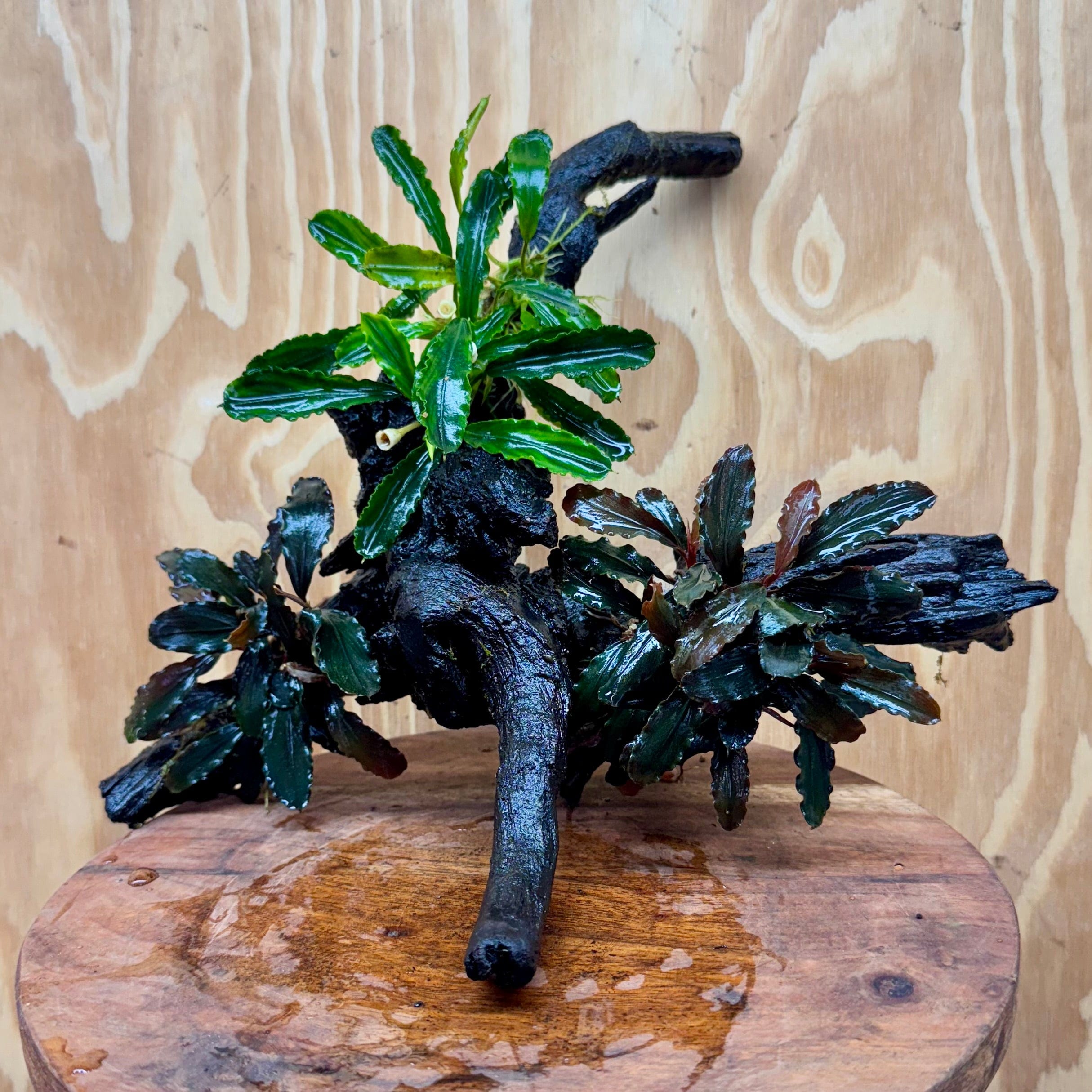 Scapeshop.com.au One Only Bucephalandra Triple Planted Driftwood - ONE ONLY - Elegant Bucephalandra Triple Planted Driftwood - ONE ONLY - Elegant