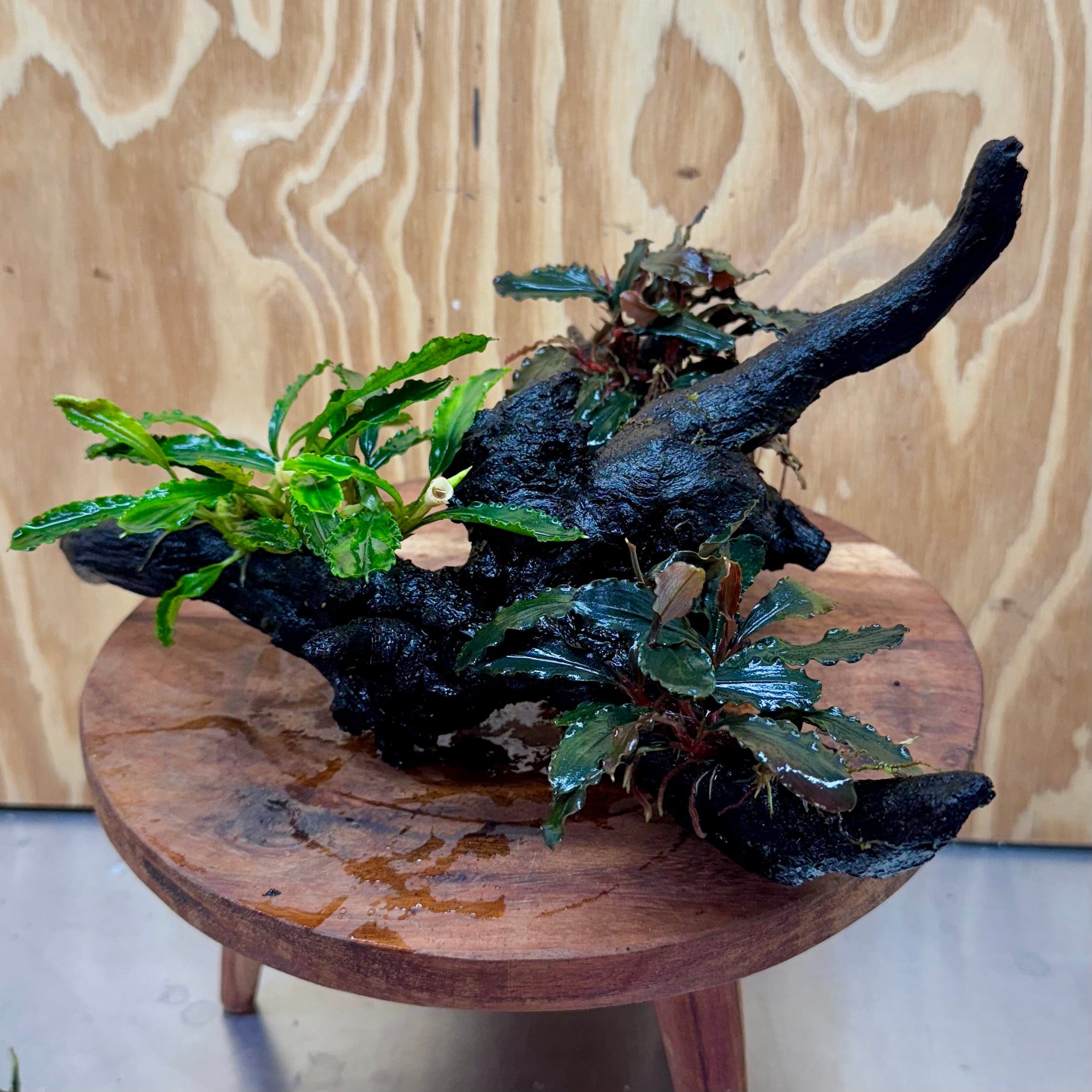 Scapeshop.com.au One Only Bucephalandra Triple Planted Driftwood - ONE ONLY - Elegant Bucephalandra Triple Planted Driftwood - ONE ONLY - Elegant