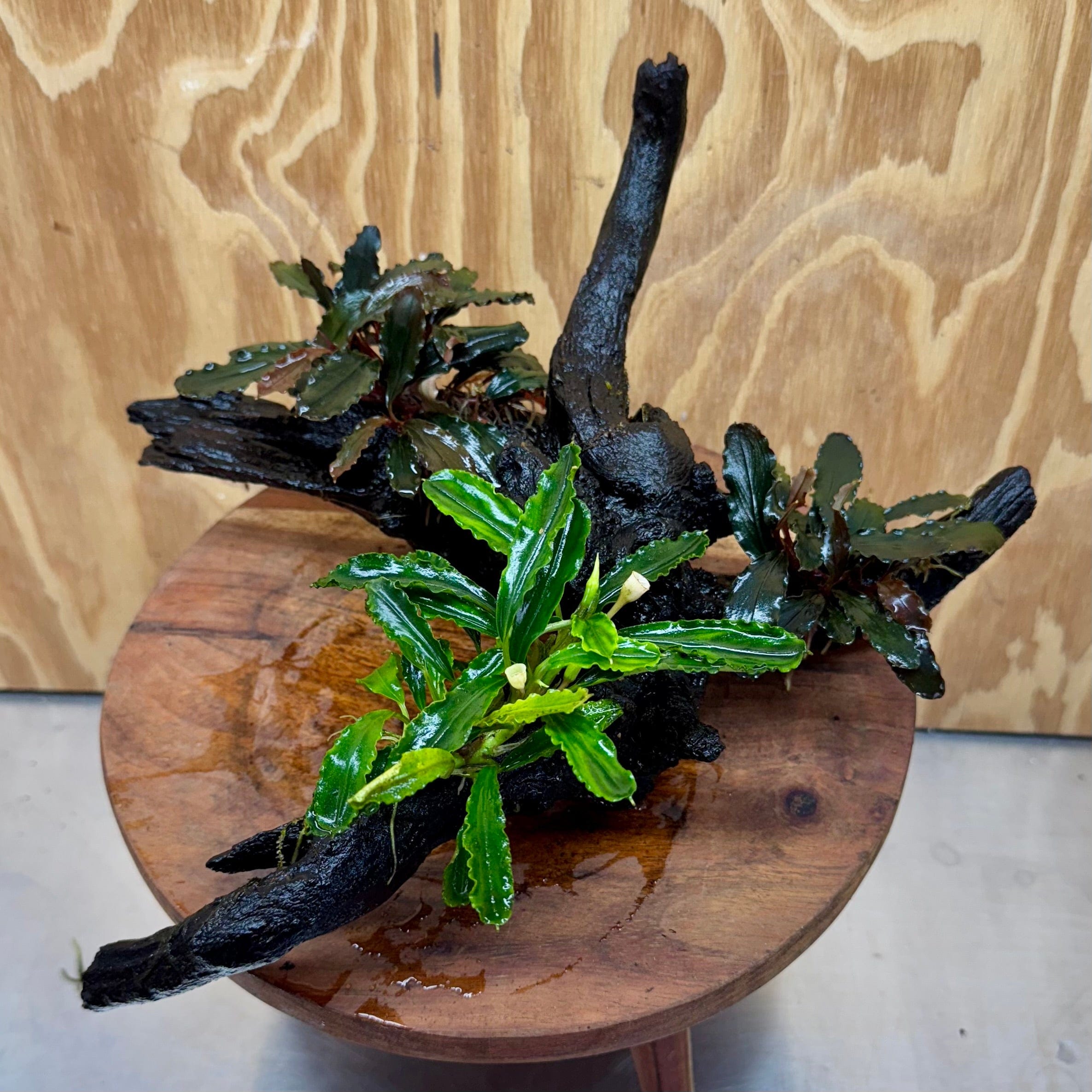 Scapeshop.com.au One Only Bucephalandra Triple Planted Driftwood - ONE ONLY - Elegant Bucephalandra Triple Planted Driftwood - ONE ONLY - Elegant