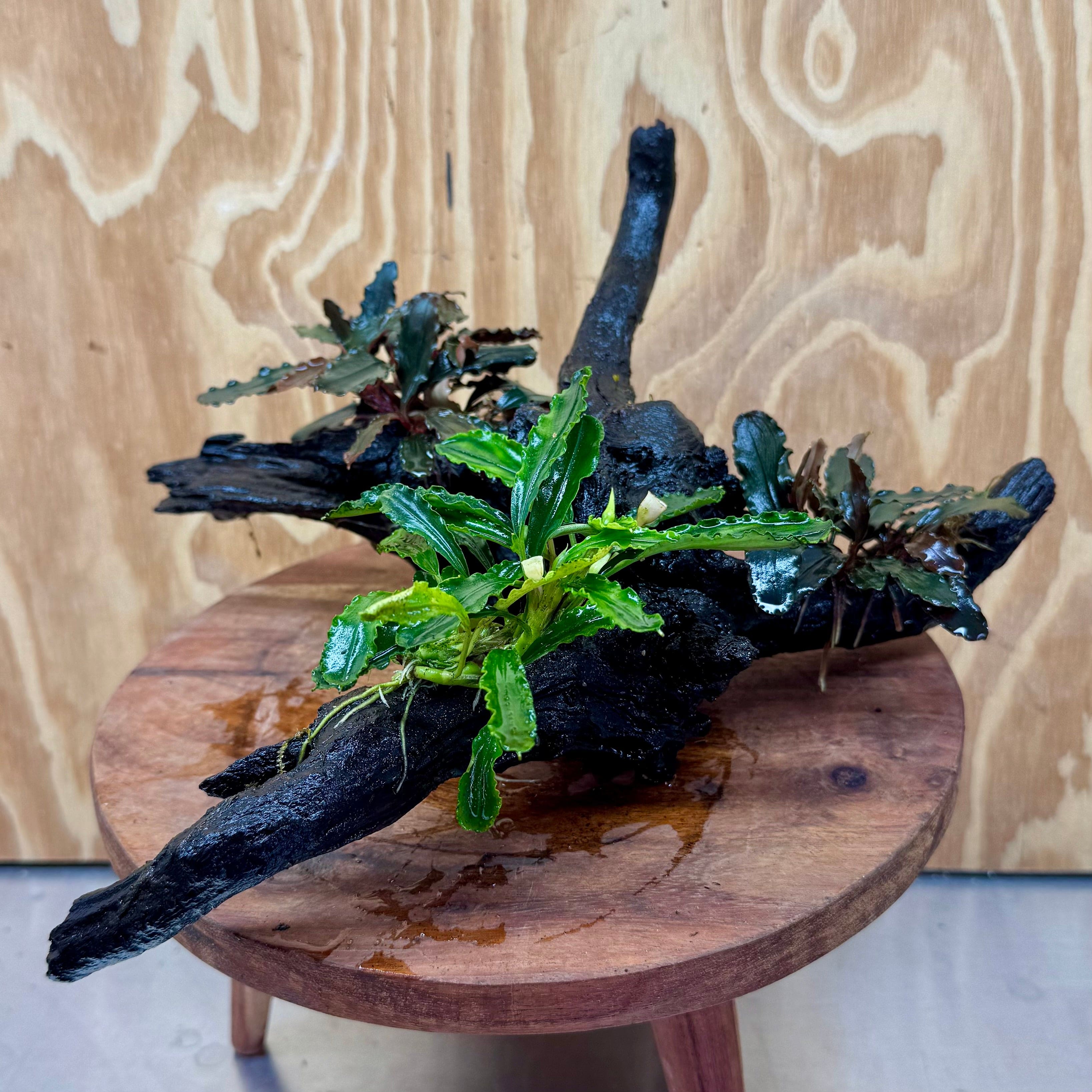 Scapeshop.com.au One Only Bucephalandra Triple Planted Driftwood - ONE ONLY - Elegant Bucephalandra Triple Planted Driftwood - ONE ONLY - Elegant