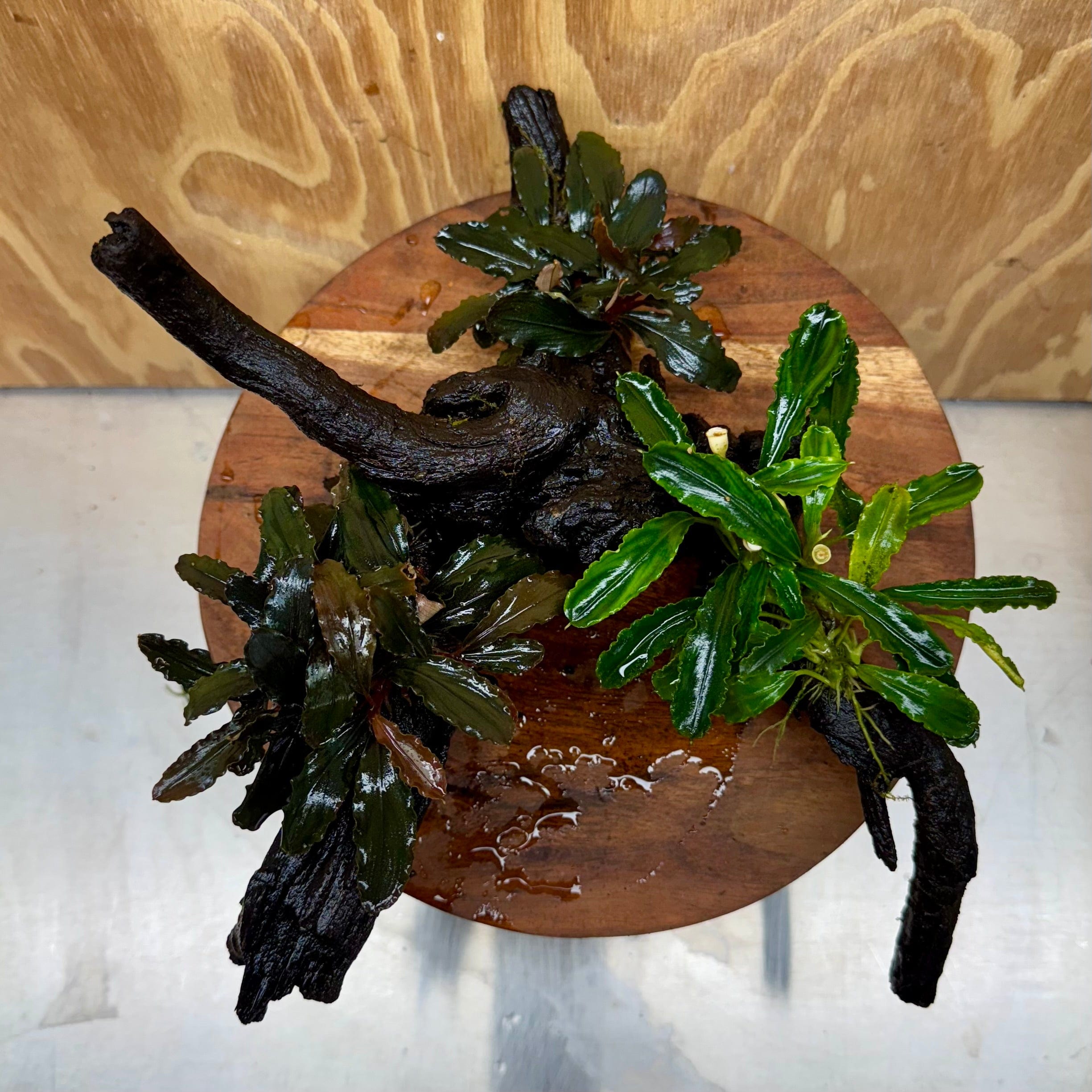 Scapeshop.com.au One Only Bucephalandra Triple Planted Driftwood - ONE ONLY - Elegant Bucephalandra Triple Planted Driftwood - ONE ONLY - Elegant