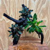 Scapeshop.com.au One Only Bucephalandra Triple Planted Driftwood - ONE ONLY - Elegant Bucephalandra Triple Planted Driftwood - ONE ONLY - Elegant