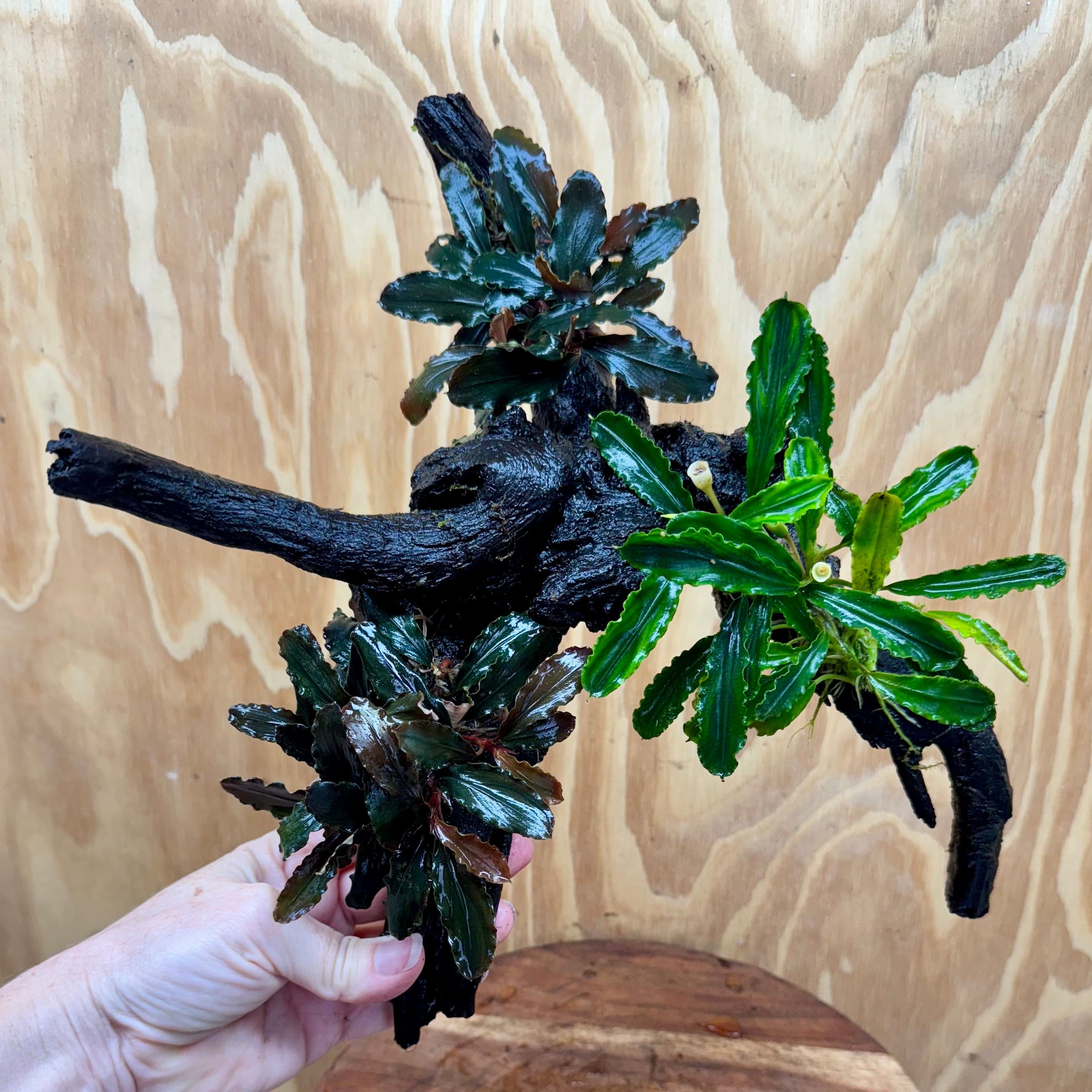 Scapeshop.com.au One Only Bucephalandra Triple Planted Driftwood - ONE ONLY - Elegant Bucephalandra Triple Planted Driftwood - ONE ONLY - Elegant