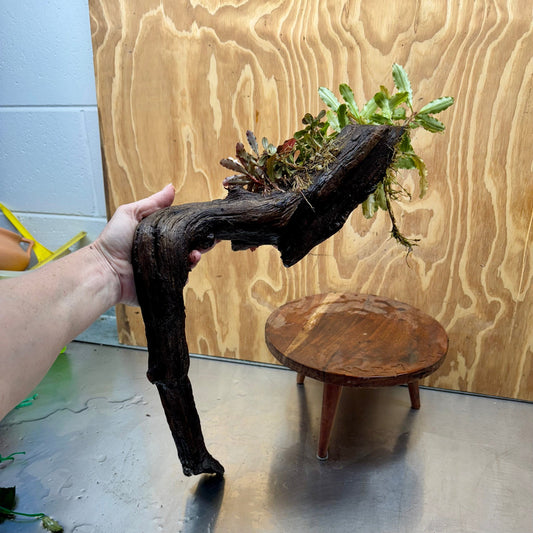 Scapeshop.com.au One Only Bucephalandra Triple Planted Driftwood - ONE ONLY - Elegant - X-large Bucephalandra Triple Planted Driftwood - ONE ONLY - Elegant - X-large