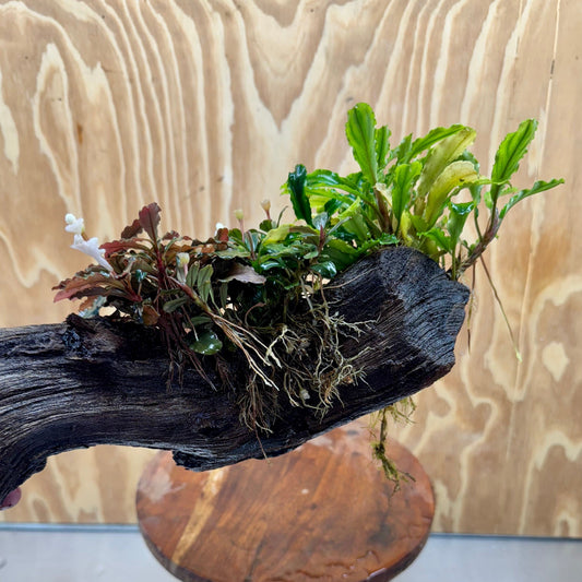 Scapeshop.com.au One Only Bucephalandra Triple Planted Driftwood - ONE ONLY - Elegant - X-large Bucephalandra Triple Planted Driftwood - ONE ONLY - Elegant - X-large