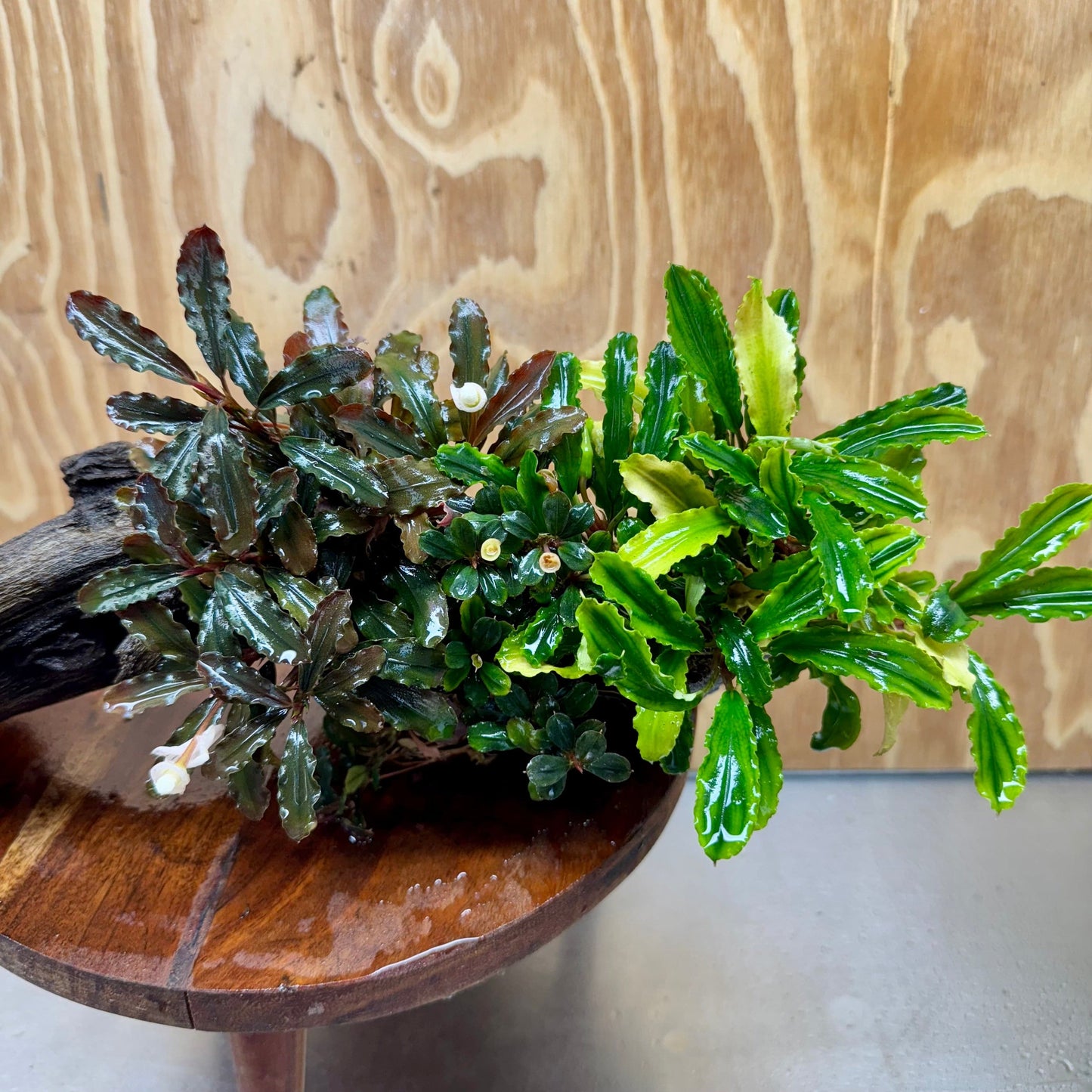 Scapeshop.com.au One Only Bucephalandra Triple Planted Driftwood - ONE ONLY - Elegant - X-large Bucephalandra Triple Planted Driftwood - ONE ONLY - Elegant - X-large