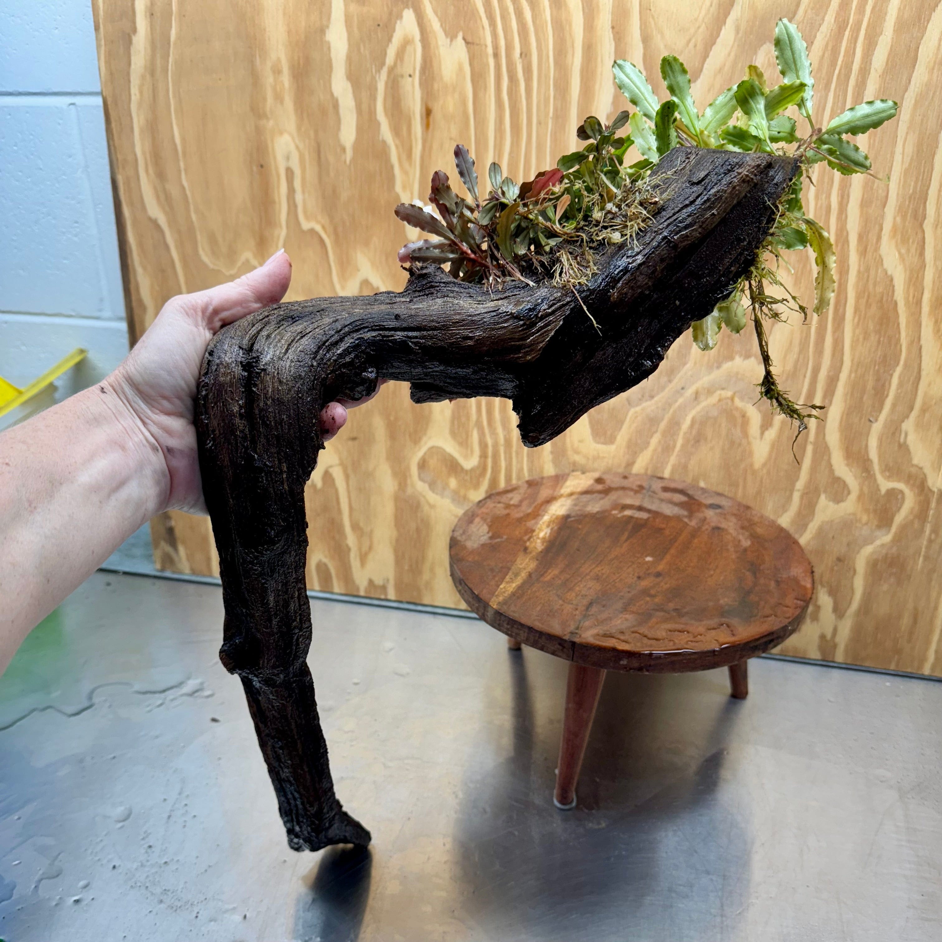 Scapeshop.com.au One Only Bucephalandra Triple Planted Driftwood - ONE ONLY - Elegant - X-large Bucephalandra Triple Planted Driftwood - ONE ONLY - Elegant - X-large