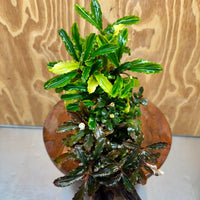 Scapeshop.com.au One Only Bucephalandra Triple Planted Driftwood - ONE ONLY - Elegant - X-large Bucephalandra Triple Planted Driftwood - ONE ONLY - Elegant - X-large