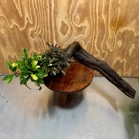 Scapeshop.com.au One Only Bucephalandra Triple Planted Driftwood - ONE ONLY - Elegant - X-large Bucephalandra Triple Planted Driftwood - ONE ONLY - Elegant - X-large