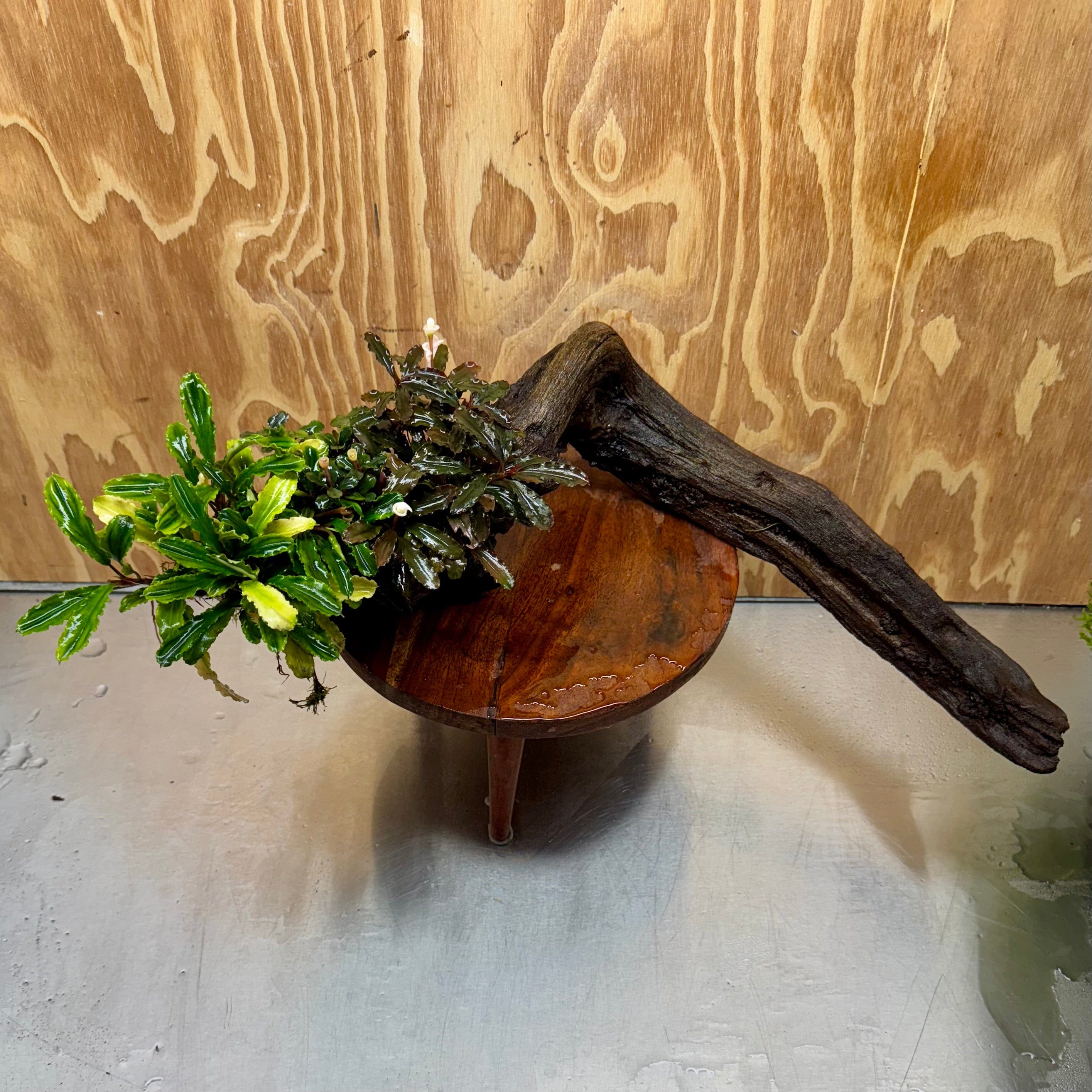 Scapeshop.com.au One Only Bucephalandra Triple Planted Driftwood - ONE ONLY - Elegant - X-large Bucephalandra Triple Planted Driftwood - ONE ONLY - Elegant - X-large