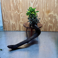 Scapeshop.com.au One Only Bucephalandra Triple Planted Driftwood - ONE ONLY - Elegant - X-large Bucephalandra Triple Planted Driftwood - ONE ONLY - Elegant - X-large