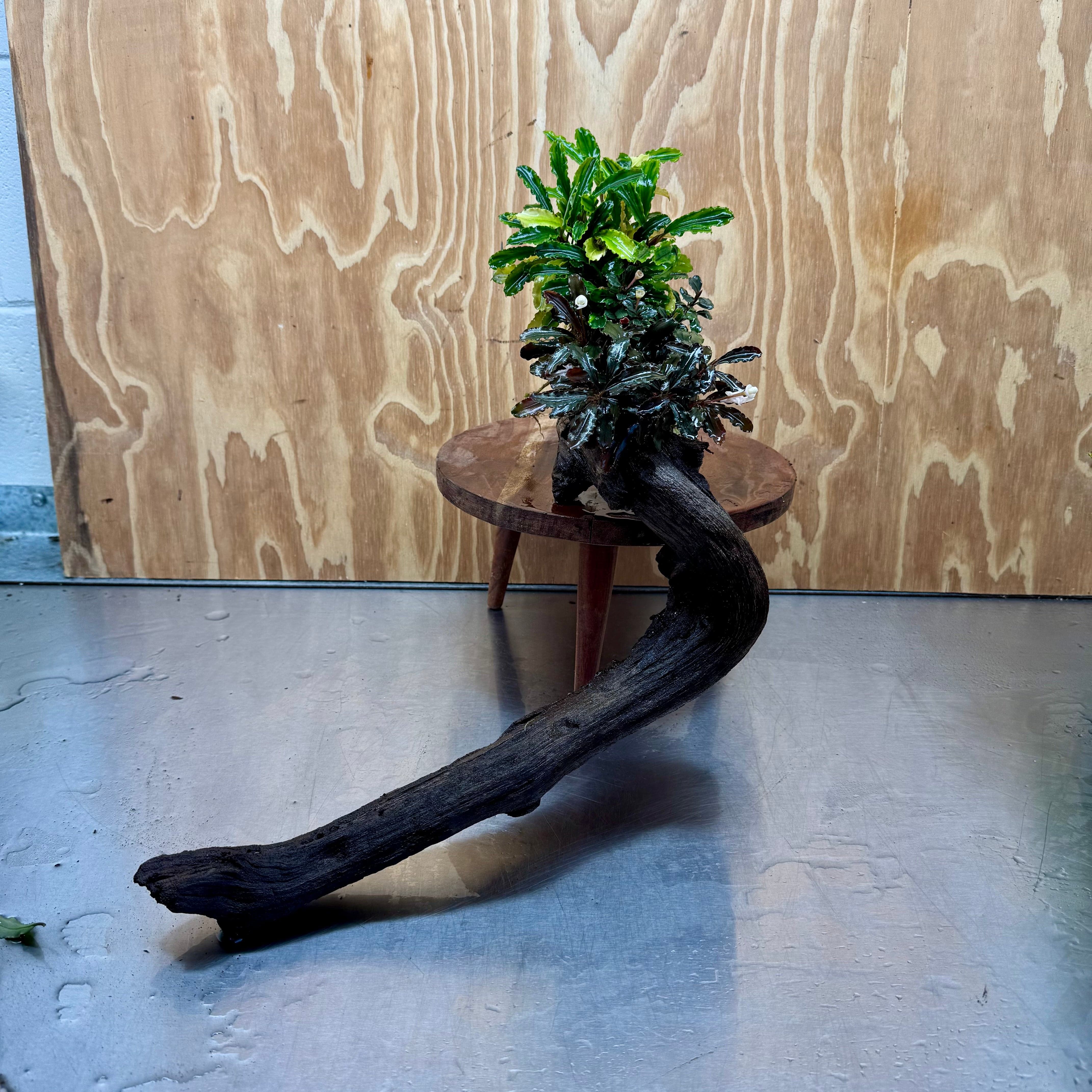 Scapeshop.com.au One Only Bucephalandra Triple Planted Driftwood - ONE ONLY - Elegant - X-large Bucephalandra Triple Planted Driftwood - ONE ONLY - Elegant - X-large