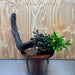 Scapeshop.com.au One Only Bucephalandra Triple Planted Driftwood - ONE ONLY - Elegant - X-large Bucephalandra Triple Planted Driftwood - ONE ONLY - Elegant - X-large