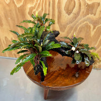 Scapeshop.com.au One Only Bucephalandra Triple Planted Large Driftwood - ONE ONLY - Graceful Bucephalandra Triple Planted Large Driftwood - ONE ONLY - Graceful